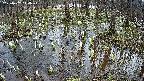 mizubasho2-20250407114027.jpg