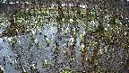 mizubasho2-20250407122030.jpg