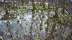 mizubasho2-20250407125030.jpg