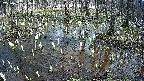mizubasho2-20250407134030.jpg