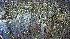 mizubasho2-20250407142029.jpg