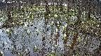 mizubasho2-20250407152029.jpg