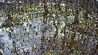 mizubasho2-20250407153030.jpg