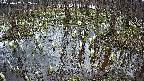 mizubasho2-20250407162030.jpg