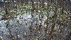 mizubasho2-20250407163030.jpg