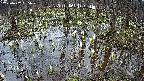 mizubasho2-20250407165030.jpg