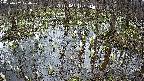 mizubasho2-20250407170030.jpg