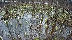 mizubasho2-20250407174032.jpg