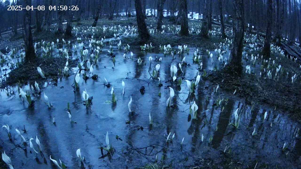 mizubasho2-20250408045027.jpg