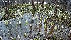 mizubasho2-20250408052030.jpg
