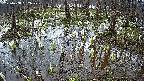 mizubasho2-20250408062030.jpg