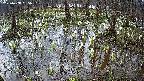 mizubasho2-20250408065033.jpg