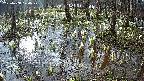 mizubasho2-20250408070030.jpg