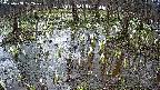 mizubasho2-20250408072029.jpg
