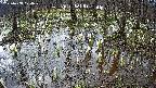 mizubasho2-20250408074028.jpg