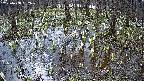 mizubasho2-20250408092029.jpg