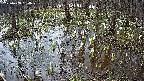 mizubasho2-20250408094030.jpg