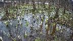 mizubasho2-20250408095029.jpg