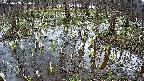 mizubasho2-20250408100030.jpg