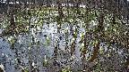 mizubasho2-20250408101030.jpg