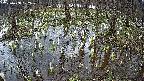 mizubasho2-20250408102027.jpg