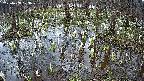 mizubasho2-20250408103030.jpg