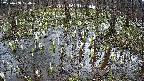 mizubasho2-20250408104029.jpg