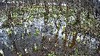 mizubasho2-20250408112030.jpg