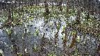 mizubasho2-20250408121031.jpg