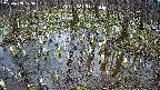 mizubasho2-20250408123032.jpg