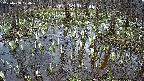 mizubasho2-20250408124028.jpg