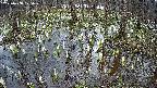 mizubasho2-20250408125027.jpg