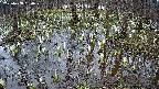 mizubasho2-20250408130028.jpg