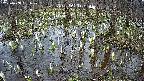 mizubasho2-20250408131030.jpg