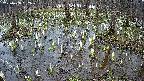 mizubasho2-20250408132030.jpg