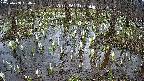 mizubasho2-20250408134027.jpg