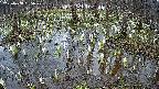 mizubasho2-20250408135031.jpg