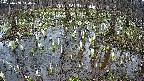 mizubasho2-20250408140031.jpg