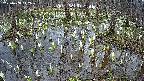 mizubasho2-20250408142028.jpg