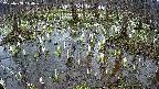 mizubasho2-20250408144028.jpg