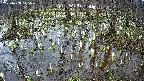 mizubasho2-20250408145028.jpg