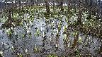 mizubasho2-20250408151026.jpg
