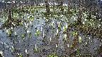 mizubasho2-20250408152029.jpg