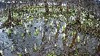 mizubasho2-20250408153029.jpg