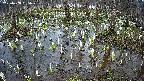 mizubasho2-20250408155030.jpg