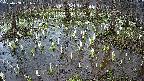 mizubasho2-20250408161027.jpg