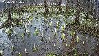 mizubasho2-20250408164030.jpg