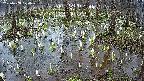 mizubasho2-20250408170031.jpg