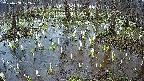 mizubasho2-20250408172032.jpg
