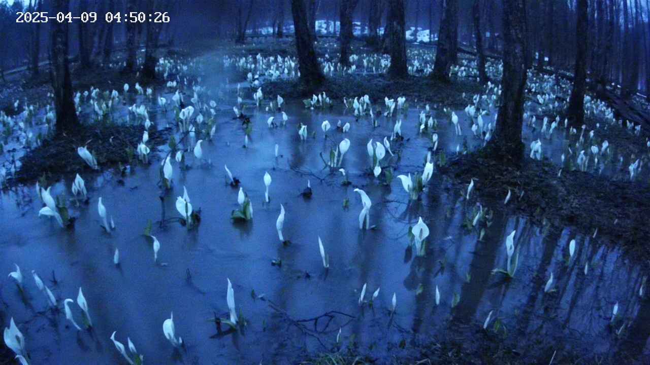 mizubasho2-20250409045027.jpg